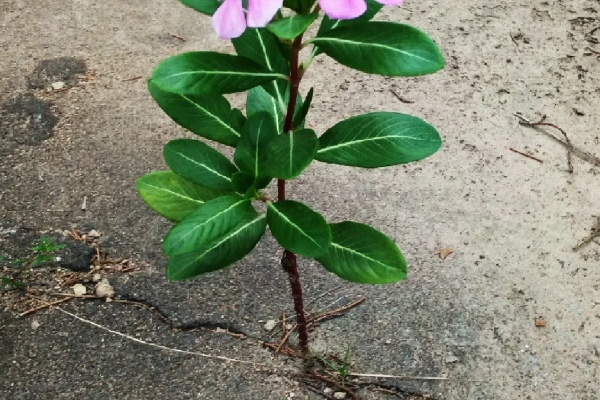 真正的花坚强,墙缝、地缝都能长,开花特别旺! 真正的花坚强,墙缝、地缝都能长,开花特别旺!