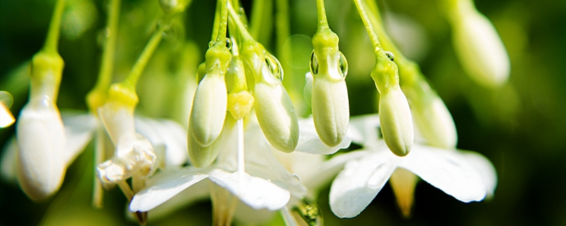 茉莉花怎样扦插 茉莉花怎样扦插