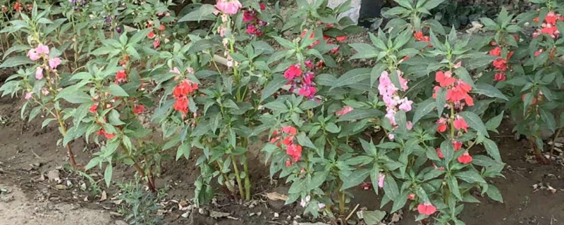 凤仙花只能养一年吗 凤仙花只能养一年吗