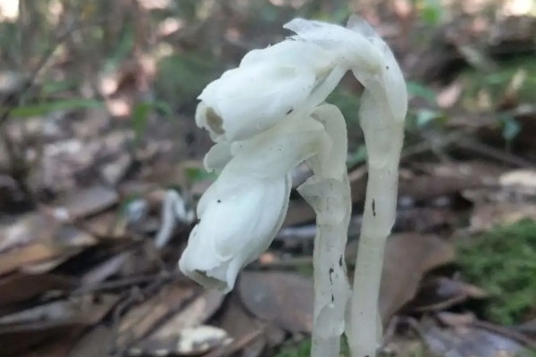 这花名字太吓人了吧,你敢不敢养? 这花名字太吓人了吧,你敢不敢养?