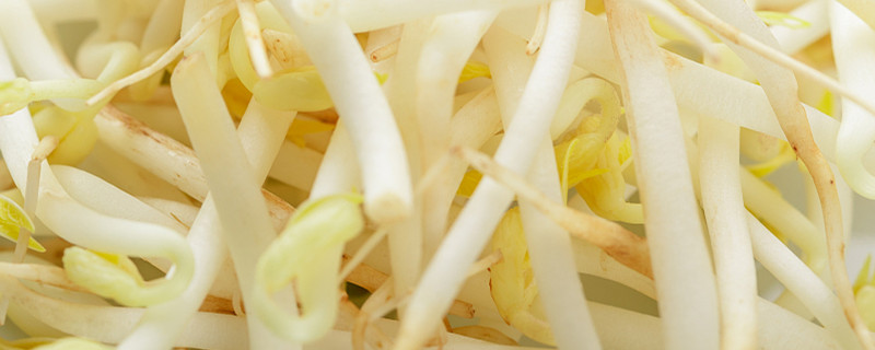 绿豆芽怎么种 绿豆芽怎么种