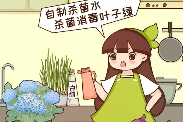 给花喷点杀菌水,虫子全杀死,养花不招虫特干净! 给花喷点杀菌水,虫子全杀死,养花不招虫特干净!