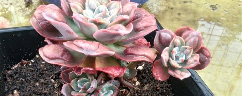 养多肉植物注意事项 养多肉植物注意事项