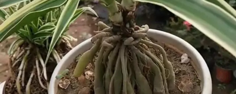 怎样做提根吊兰 怎样做提根吊兰