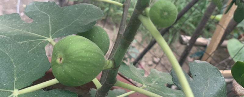 无花果喜阳还是喜阴 无花果喜阳还是喜阴
