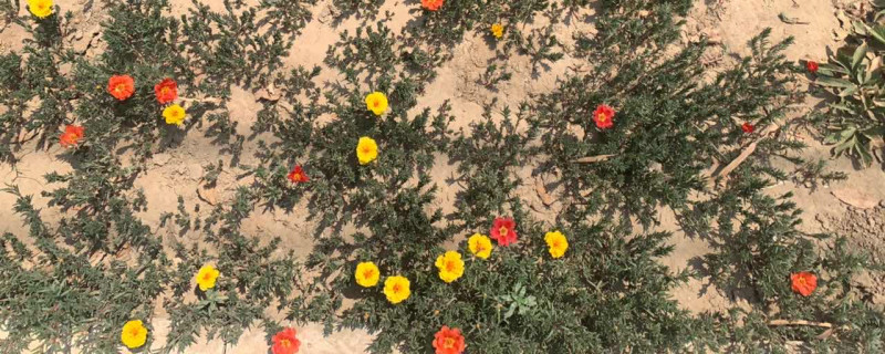 花刚移栽要不要浇水 花刚移栽要不要浇水