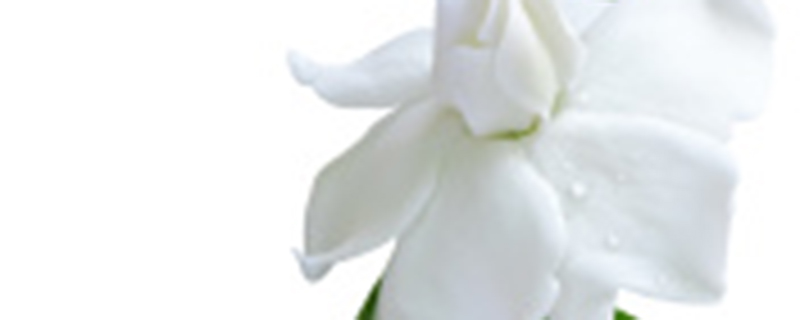 栀子花鲜花怎么保养 栀子花鲜花怎么保养