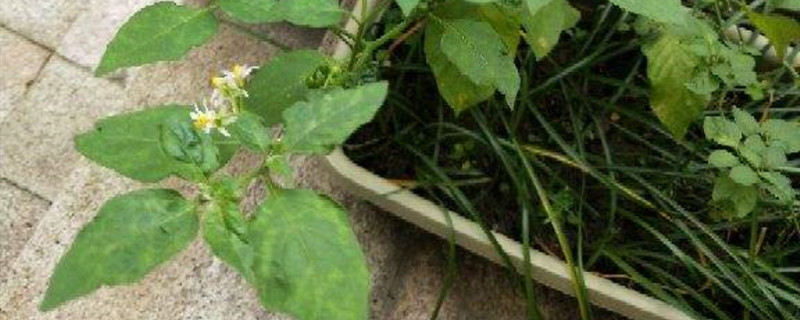 龙葵花开放的时间 龙葵花开放的时间