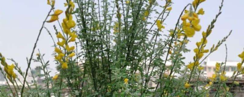 金雀花叶子干枯原因 金雀花叶子干枯原因