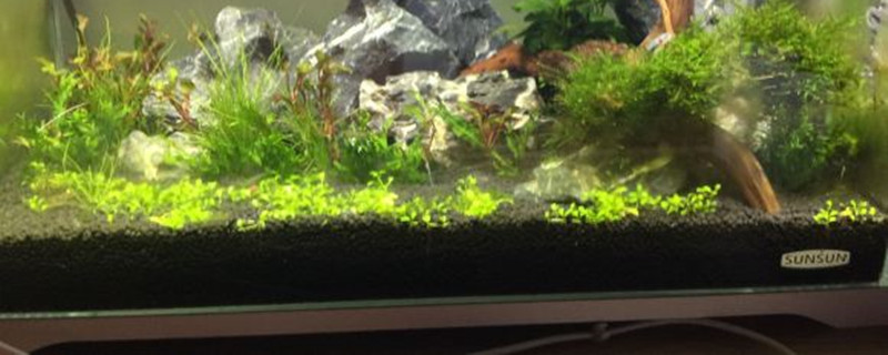 迷你矮珍珠种植方法 迷你矮珍珠种植方法