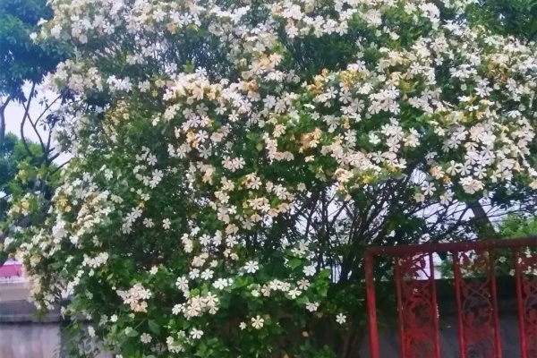 这花就是磨人精,再也不想养了,累感不爱! 这花就是磨人精,再也不想养了,累感不爱!