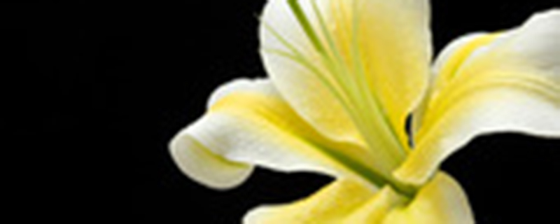 百合花摘掉花蕊什么意思 百合花摘掉花蕊什么意思