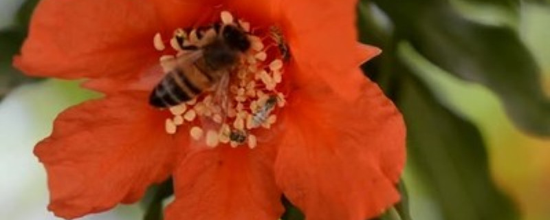 石榴公花母花区别 石榴公花母花区别