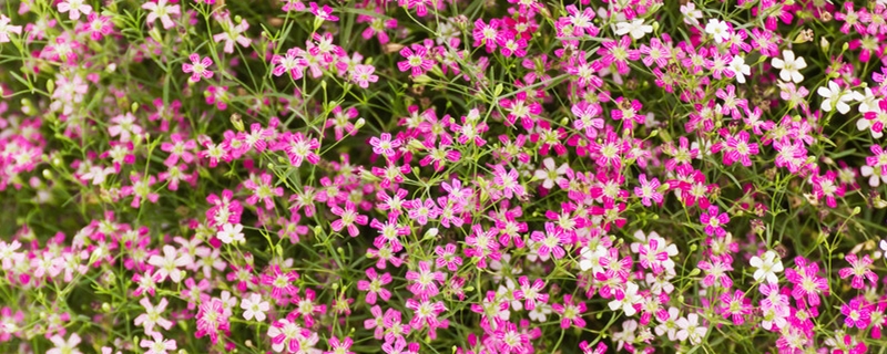 满天星是真花还是假花 满天星是真花还是假花