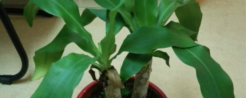 植物有神经系统吗 植物有神经系统吗