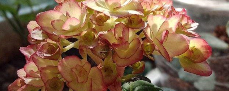 纱织小姐绣球是老枝开花吗 纱织小姐绣球是老枝开花吗