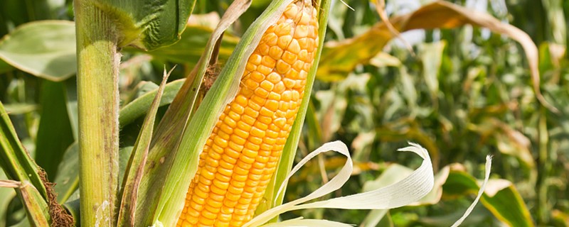 夏季玉米什么时候种最合适 夏季玉米什么时候种最合适