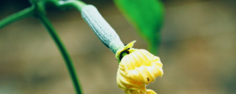 两性花一定是完全花吗 两性花一定是完全花吗
