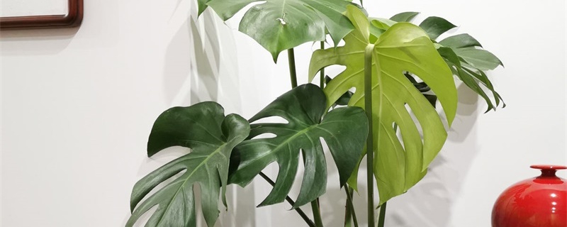 天南星科植物有毒吗 天南星科植物有毒吗