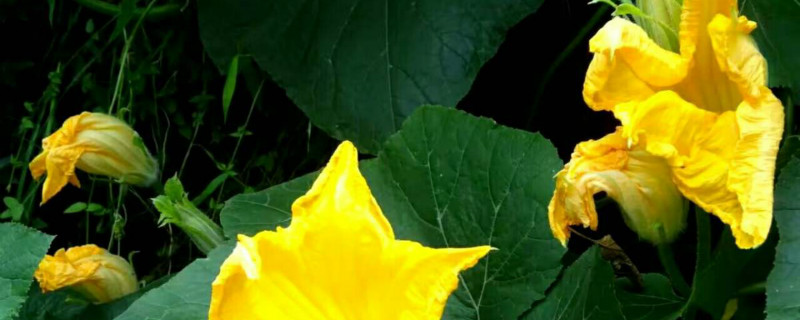 种南瓜季节和方法 种南瓜季节和方法