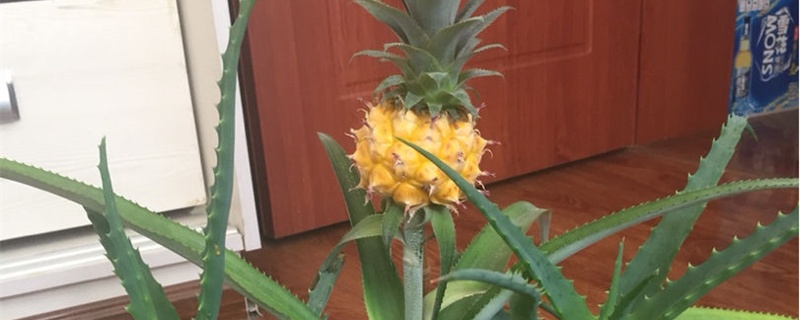 怎么种菠萝 怎么种菠萝