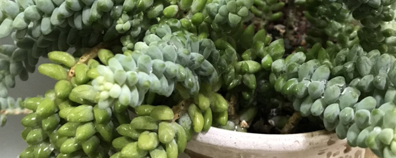 玉坠叶片褶皱 玉坠叶片褶皱