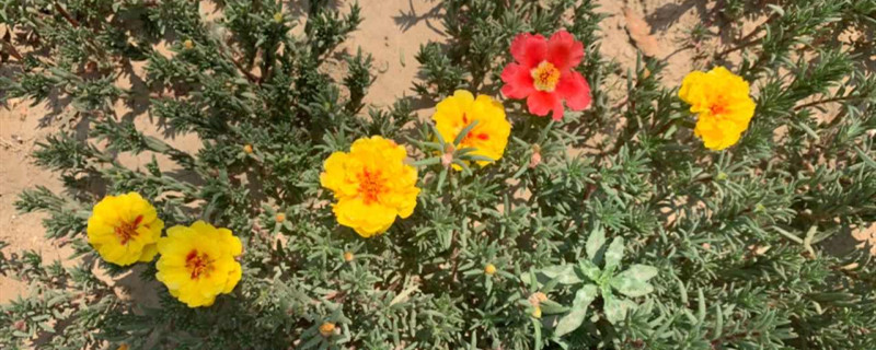 煤炭渣可以种花吗 煤炭渣可以种花吗