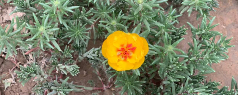 老盆土可以再种花吗 老盆土可以再种花吗