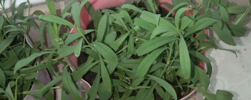 甜叶菊和甜菊叶是一种吗