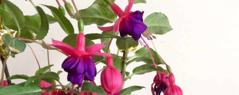 花上有油汗虫怎么治