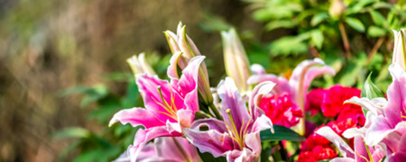 百合花可以做干花吗 百合花可以做干花吗