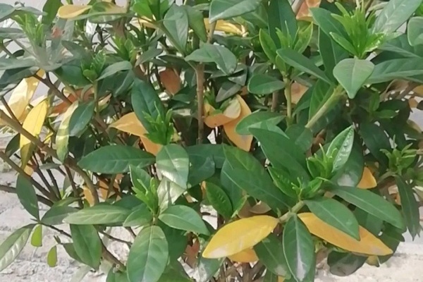 这花叶子一黄,再热也要剪光,严重还要换盆! 这花叶子一黄,再热也要剪光,严重还要换盆!