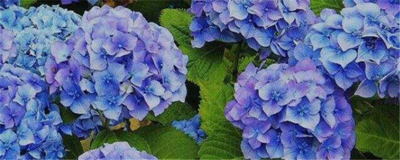 不同颜色的绣球花花语 不同颜色的绣球花花语