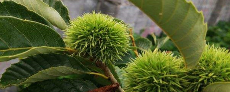 板栗树开花不结果什么原因 板栗树开花不结果什么原因