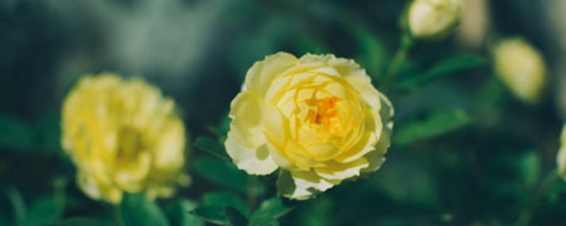 月季花什么时候可以扦插 月季花什么时候可以扦插