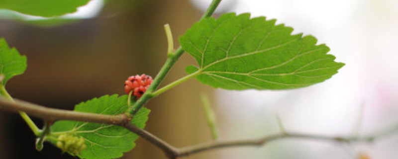 桑树开花吗 桑树开花吗