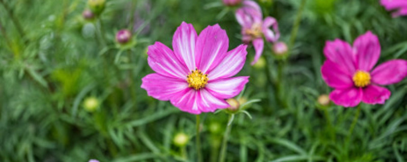 花换土以后能马上浇水吗 花换土以后能马上浇水吗