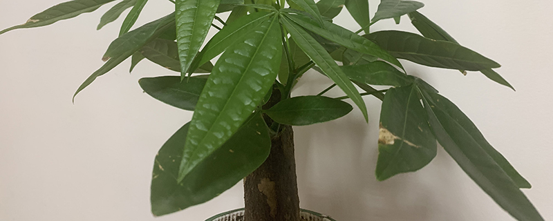 绿植掉叶子是什么原因 绿植掉叶子是什么原因