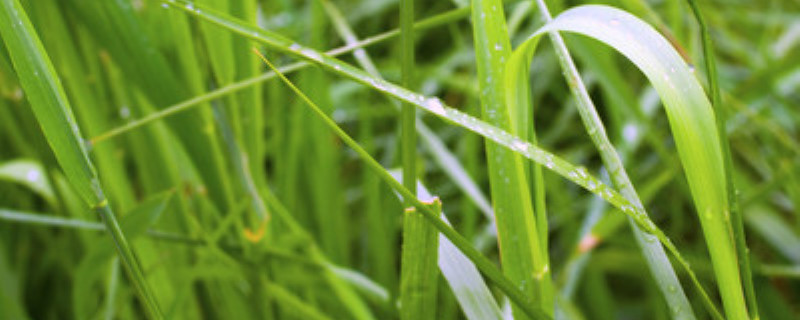 珍珠草怎样种在假山上
