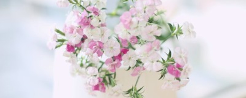 水养相思梅花期多久 水养相思梅花期多久
