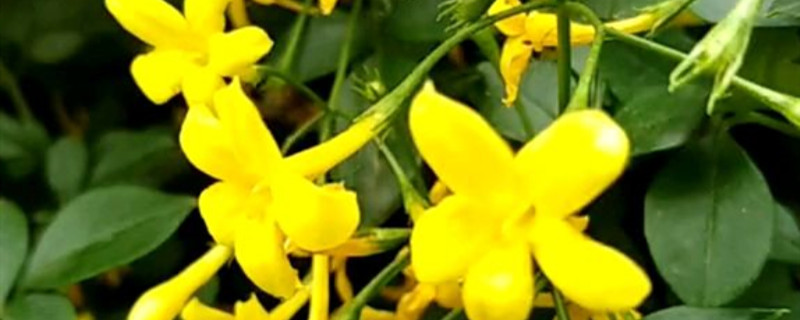 探春花的养殖方法和注意事项 探春花的养殖方法和注意事项