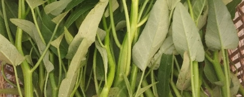 扦插空心菜的种植方法 扦插空心菜的种植方法