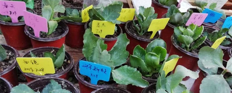 长寿花如何扦插繁殖 长寿花如何扦插繁殖