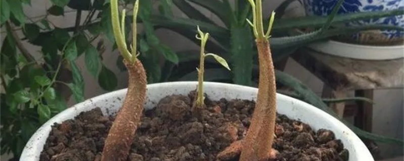 如何种榴莲 如何种榴莲