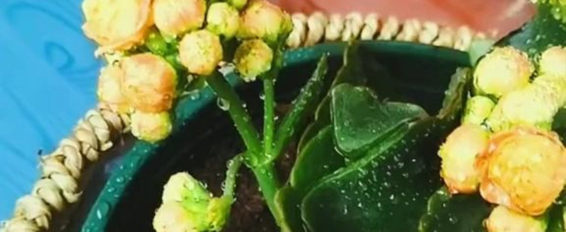 刚栽的长寿花可以浇水吗 刚栽的长寿花可以浇水吗