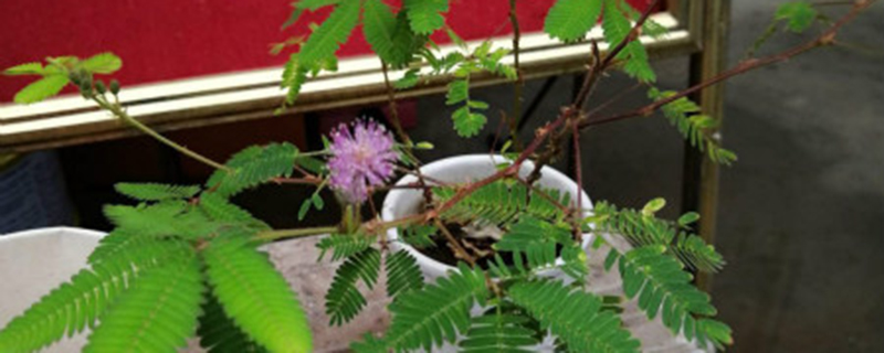 含羞草什么季节开花 含羞草什么季节开花