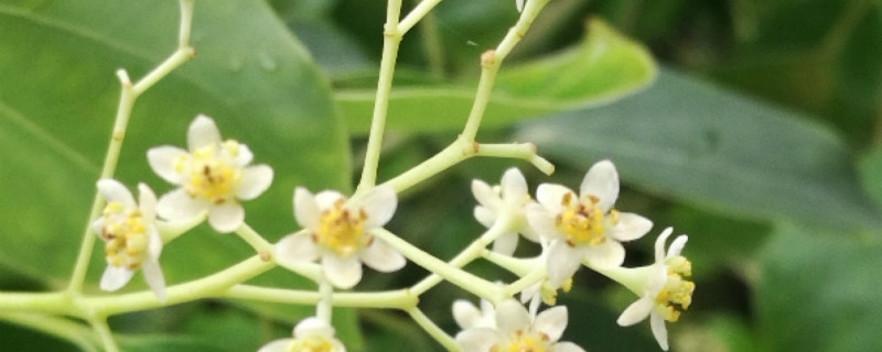 香樟树移栽后树干发黑 香樟树移栽后树干发黑