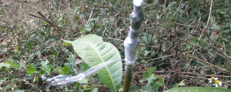 芽接后怎样判断成活 芽接后怎样判断成活