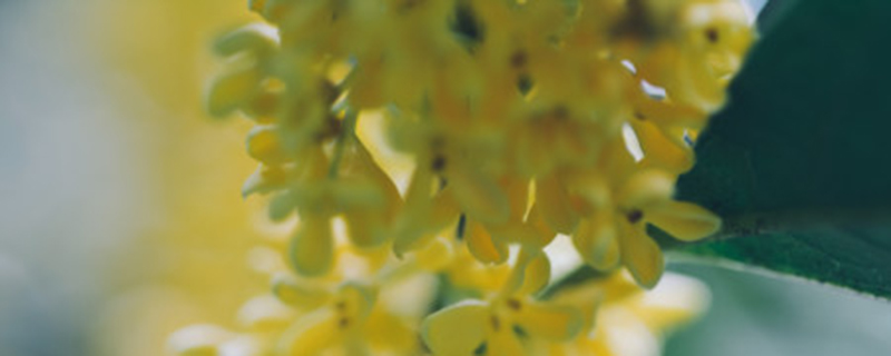 桂花树几月可以锯桩 桂花树几月可以锯桩