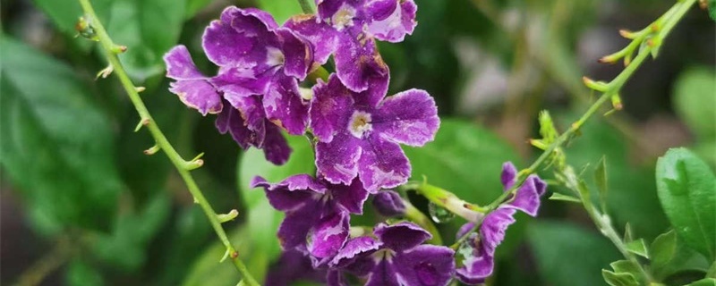 紫金露花的养殖方法 紫金露花的养殖方法